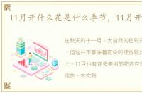 11月开什么花是什么季节，11月开什么花