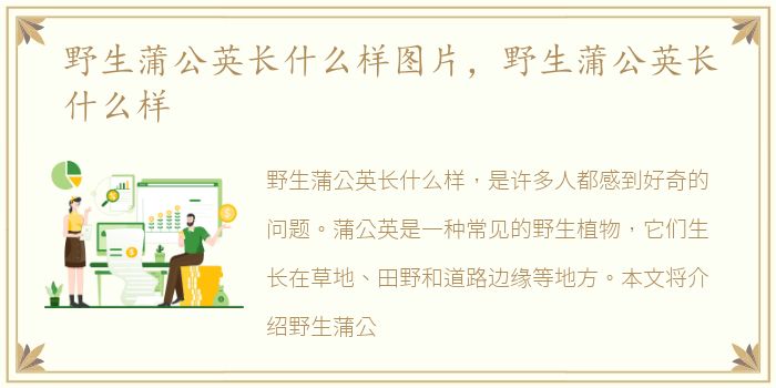 野生蒲公英长什么样图片，野生蒲公英长什么样