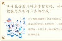 蜘蛛抱蛋图片对身体有害吗，神奇的蜘蛛抱蛋居然有这么多的功效！
