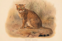 猫是如何从稀树草原进化到你的沙发的