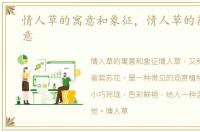 情人草的寓意和象征，情人草的花语和寓意