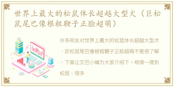 世界上最大的松鼠体长超越大型犬（巨松鼠尾巴像根粗鞭子正脸超萌）