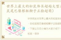 世界上最大的松鼠体长超越大型犬（巨松鼠尾巴像根粗鞭子正脸超萌）