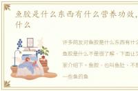 鱼胶是什么东西有什么营养功效，鱼胶是什么