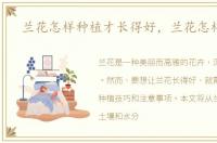 兰花怎样种植才长得好，兰花怎样种植
