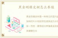 黑金刚橡皮树怎么养殖