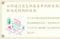 如何通过染色体报告单判断性别，如何判断鸡尾鹦鹉的性别