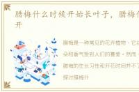 腊梅什么时候开始长叶子，腊梅什么时候开