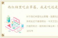 西红柿里吃出草莓，我是吃还是不吃