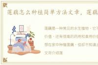 莲藕怎么种植简单方法文章，莲藕怎么种
