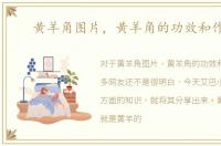 黄羊角图片，黄羊角的功效和作用！