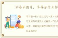 草莓芽图片，草莓芽什么样