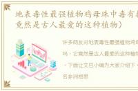 地表毒性最强植物鸡母珠中毒有救吗（它竟然是古人最爱的这种植物）