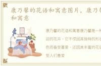 康乃馨的花语和寓意图片，康乃馨的花语和寓意