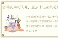 很搞笑的狗照片，盘点十大搞笑的狗狗图片