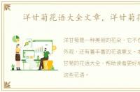 洋甘菊花语大全文章，洋甘菊花语