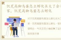 饥荒高脚鸟蛋怎么孵化长大了会不会打玩家，饥荒高脚鸟蛋怎么孵化
