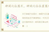 神阙穴位图片，神阙穴位位置图及作用