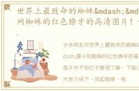 世界上最致命的蜘蛛——漏斗网蜘蛛的红色獠牙的高清图片！但兔子并不怕它