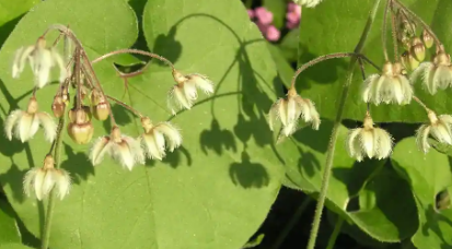 Neotea Veliparuthi好处用途以及如何种植这种药用植物