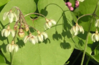 Neotea Veliparuthi好处用途以及如何种植这种药用植物