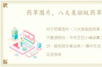 药草图片，八大类驱蚊药草