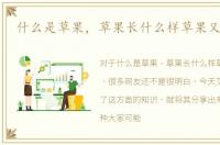 什么是草果，草果长什么样草果又叫什么