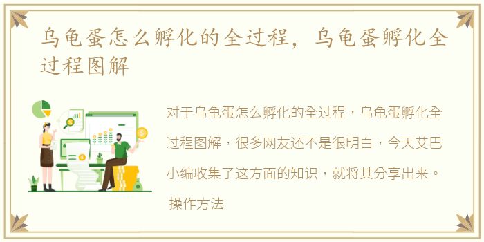 乌龟蛋怎么孵化的全过程，乌龟蛋孵化全过程图解