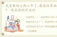 我家养的小狗八年了:最近经常抽风怎么办？ 苯妥英钠可治疗