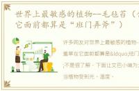 世界上最敏感的植物--毛毡苔（含羞草在它面前都算是“班门弄斧”）