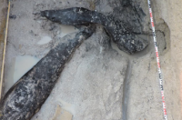 赞比亚出土476000年前的木结构建筑