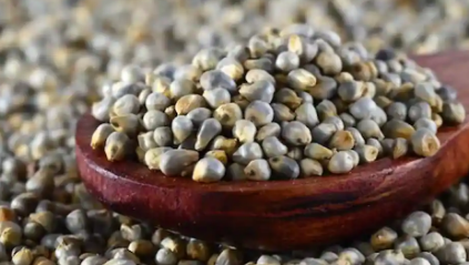 Bajra完美的健康谷物珍珠小米的用途好处副作用等