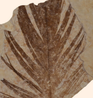 古生物学家在化石羽毛中检测到古代蛋白质的痕迹