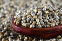Bajra完美的健康谷物珍珠小米的用途好处副作用等