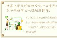 世界上最大的蜈蚣咬你一口竟然没什么（加拉帕格斯巨人蜈蚣好狰狞）