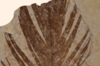 古生物学家在化石羽毛中检测到古代蛋白质的痕迹