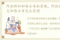 阿拉斯加和哈士奇拉雪橇，阿拉斯加雪橇犬和哈士奇怎么区别