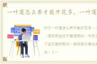 一叶莲怎么养才能开花多，一叶莲怎么养