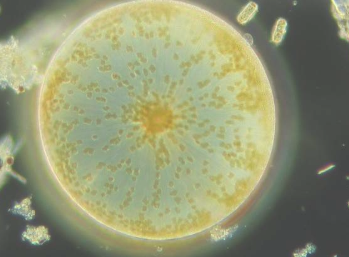 浮游植物生理学与全球气候有何关系