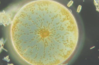 浮游植物生理学与全球气候有何关系