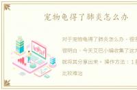 宠物龟得了肺炎怎么办
