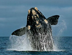 露脊鲸节将于11月4日至5日以前所未有的规模重返阿米莉亚岛