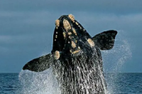 露脊鲸节将于11月4日至5日以前所未有的规模重返阿米莉亚岛