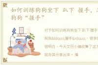 如何训练狗狗坐下 趴下 握手，怎样训练狗狗“握手”