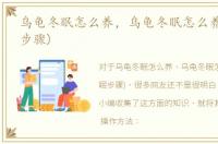 乌龟冬眠怎么养，乌龟冬眠怎么养(龟冬眠步骤)