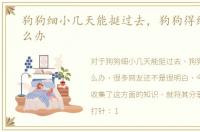狗狗细小几天能挺过去，狗狗得细小了怎么办