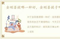 金刚菩提哪一种好，金刚菩提子哪种好