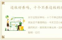 边牧好养吗，十个不养边牧的理由