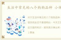 生活中常见的八个狗狗品种 小体型犬