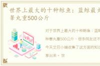 世界上最大的十种鲸鱼：蓝鲸最大，第4种睾丸重500公斤
